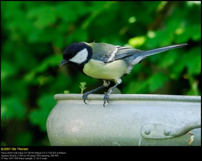 Great Tit (Musvit / Parus major)