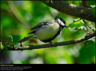 Great Tit (Musvit / Parus major)