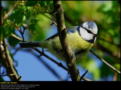 Blue tit (Blmejse / Cyanistes caeruleus)