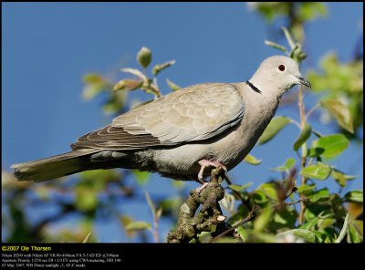 Collared dove (Tyrkerdue / Streptopelia decaocto)