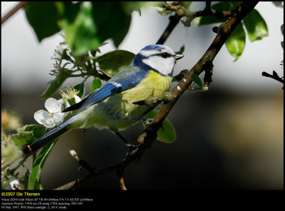Blue tit (Blåmejse / Cyanistes caeruleus)