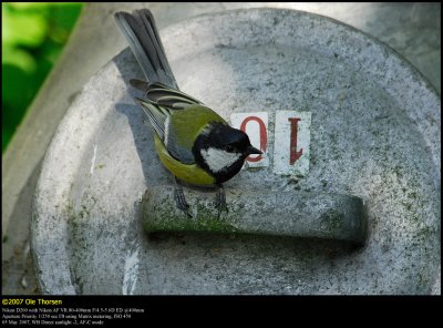 Great Tit (Musvit / Parus major)