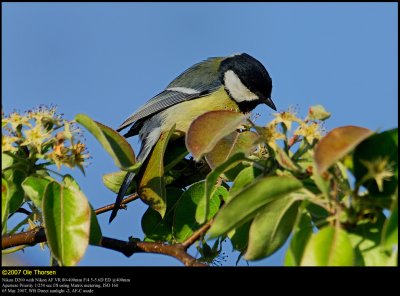 Great Tit (Musvit / Parus major)