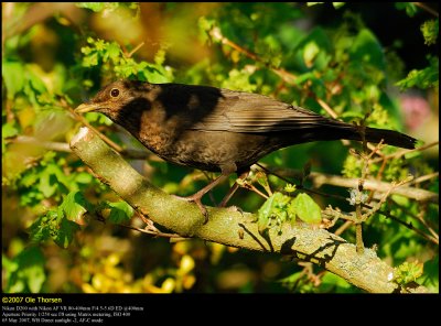 Blackbird (Solsort / Turdus merula)