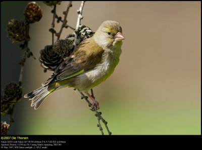 Greenfinch (Grønirisk / Carduelis chloris)