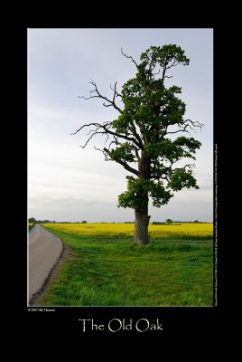 Landscapes (updated:2007-05-13)