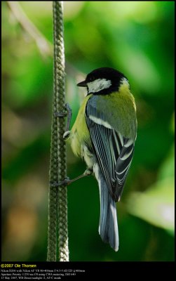 Great Tit (Musvit / Parus major)