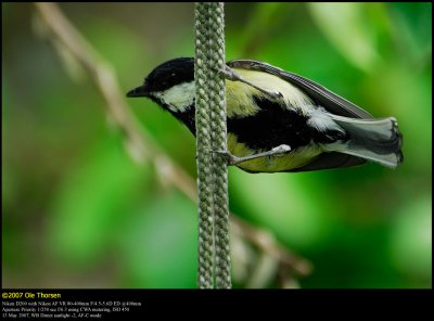 Great Tit (Musvit / Parus major)