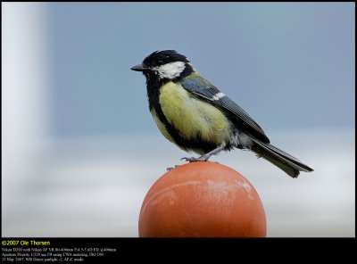 Great Tit (Musvit / Parus major)