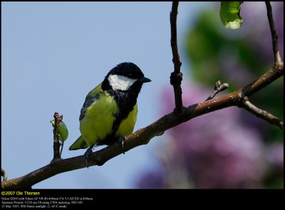 Great Tit (Musvit / Parus major)