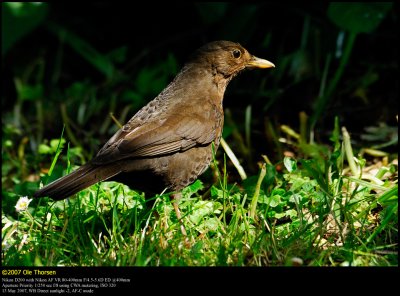 Blackbird (Solsort / Turdus merula)