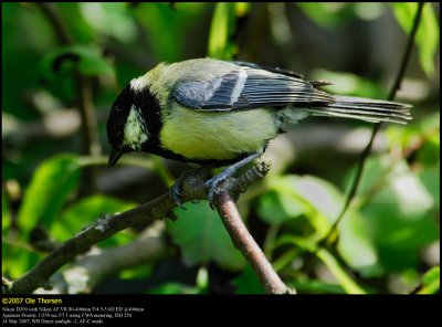 Great Tit (Musvit / Parus major)