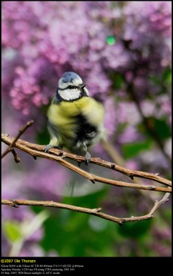 Blue tit (Blmejse / Cyanistes caeruleus)