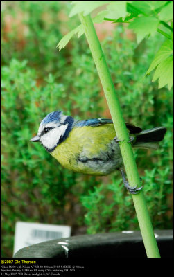 Blue tit (Blåmejse / Cyanistes caeruleus)