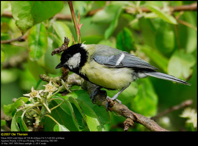 Great Tit (Musvit / Parus major)