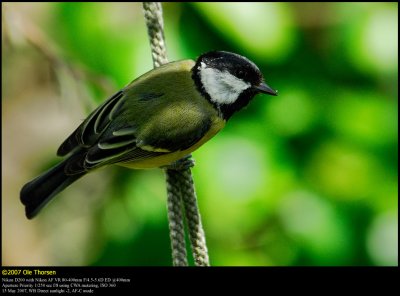 Great Tit (Musvit / Parus major)