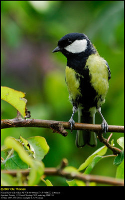 Great Tit (Musvit / Parus major)