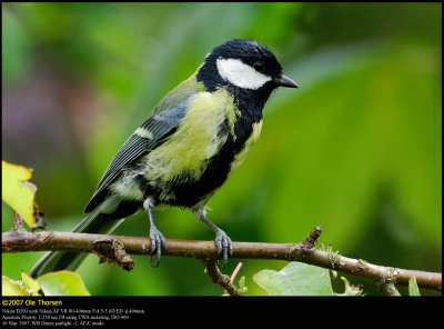 Great Tit (Musvit / Parus major)