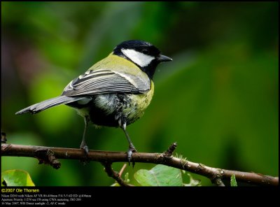 Great Tit (Musvit / Parus major)