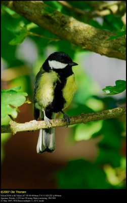 Great Tit (Musvit / Parus major)