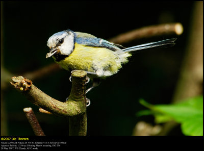 Blue tit (Blmejse / Cyanistes caeruleus)