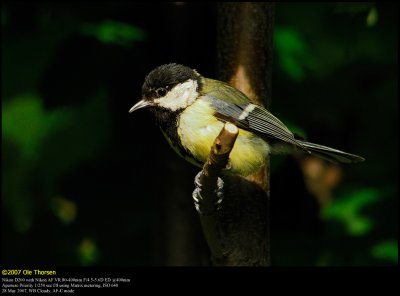 Great Tit (Musvit / Parus major)