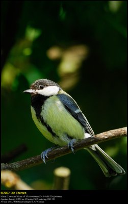 Great Tit (Musvit / Parus major)