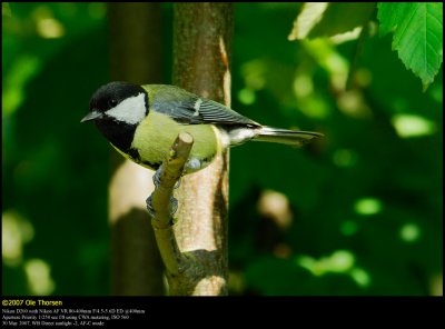 Great Tit (Musvit / Parus major)