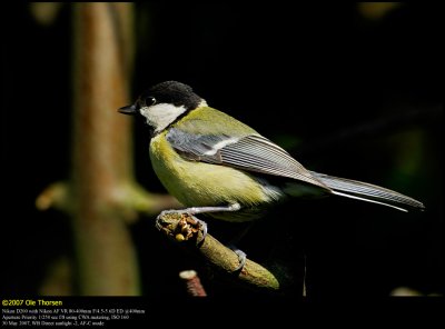 Great Tit (Musvit / Parus major)