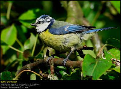 Blue tit (Blmejse / Cyanistes caeruleus)