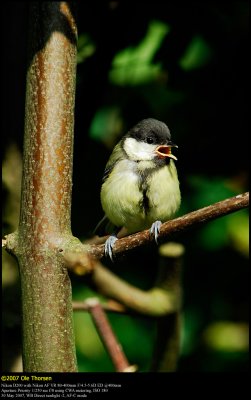 Great Tit (Musvit / Parus major)