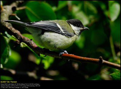 Great Tit (Musvit / Parus major)