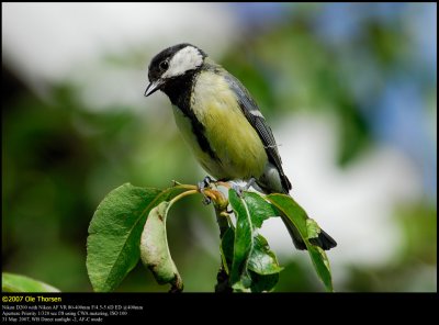 Great Tit (Musvit / Parus major)