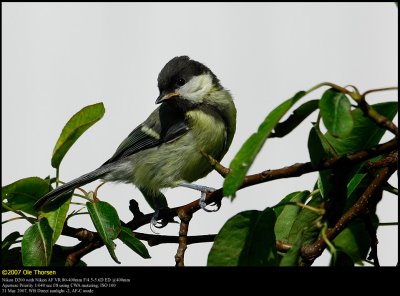 Great Tit (Musvit / Parus major)