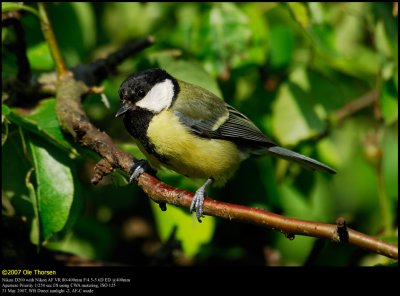 Great Tit (Musvit / Parus major)