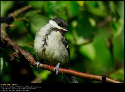 Great Tit (Musvit / Parus major)