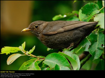 Blackbird (Solsort / Turdus merula)