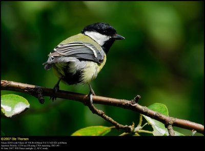 Great Tit (Musvit / Parus major)