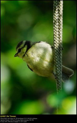 Blue tit (Blåmejse / Cyanistes caeruleus)
