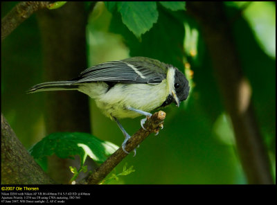 Great Tit (Musvit / Parus major)