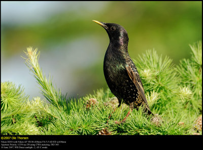 Starling (Stær / Sturnus vulgaris)