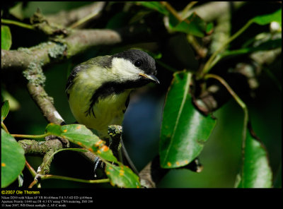 Great Tit (Musvit / Parus major)