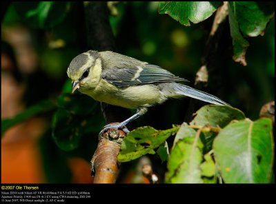 Blue tit (Blmejse / Cyanistes caeruleus)