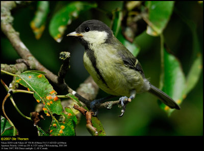 Great Tit (Musvit / Parus major)