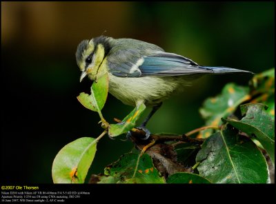 Blue tit (Blmejse / Cyanistes caeruleus)