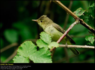 Icterine warbler (Gulbug / Hippolais icterina)