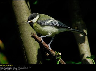 Great Tit (Musvit / Parus major)