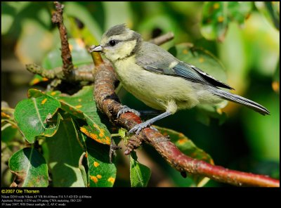 Blue tit (Blmejse / Cyanistes caeruleus)