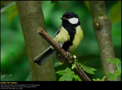 Great Tit (Musvit / Parus major)