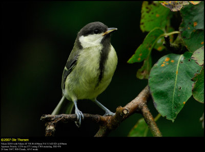 Great Tit (Musvit / Parus major)